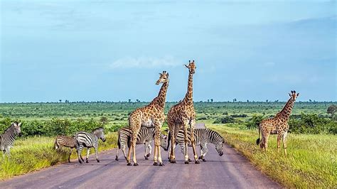 Kruger National Park South Africa Worldatlas