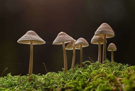 Magic Mushrooms Visual Effects