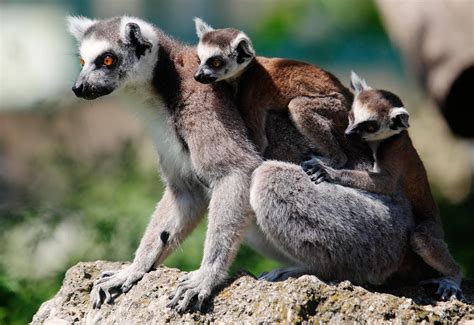 Lemurs In Peril Extinctions Could Begin Very Soon If Nothing Done