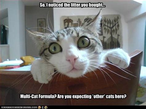 Overly Attached Feline Feels Threatened Lolcats Lol Cat Memes