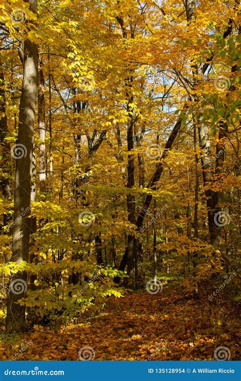 Fall Yellow Forest Trail On Sunny Day Stock Photo Image Of Orange