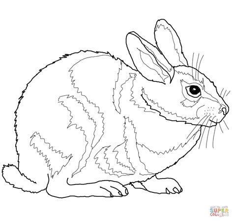 Eastern Cottontail Rabbit Coloring Page Free Printable Coloring Pages