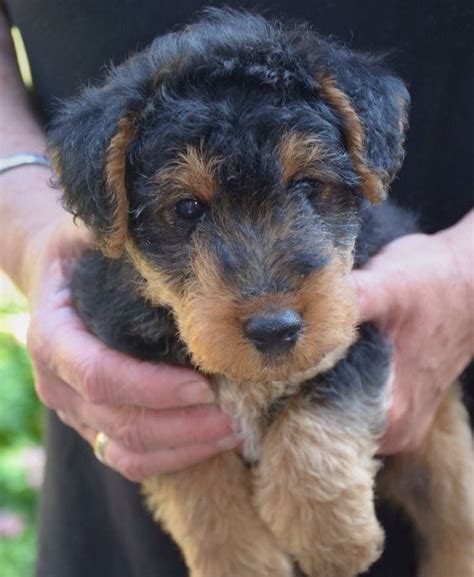 Airedale Puppy Kittens And Puppies Silly Dogs Airedale Terrier