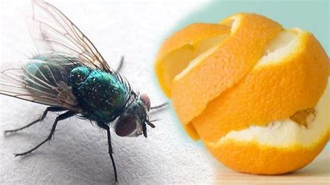 Cara Mengusir Lalat Di Dalam Rumah Dengan Bahan Alami Tanpa Semprotan Serangga Aman Dan