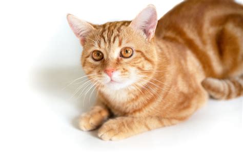 Orange Tabby Cats Facts Lifespan And Intelligence All About Cats 2023