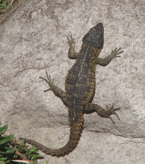 Can Anyone Identify This Lizard In South Africa Reptiles And