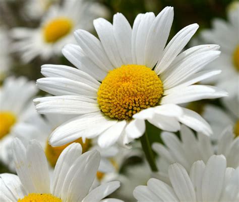 Daisy Shasta Chrysanthemum Maximum Flower Seeds
