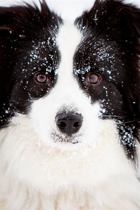 Daily Dose December 21 2016 Serious Snow Pup Pepin Border
