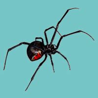 Black widow spiders are greatly feared by many, and perhaps rightly so; Black Widow Spider - Northwest Exterminating
