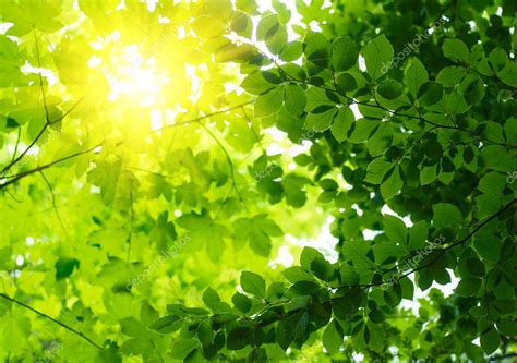 Green Leaves With Sun Ray — Stock Photo © Silverjohn 1943400