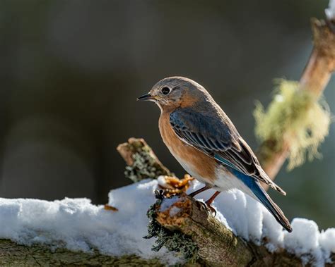 Eastern Bluebird In Winter Forest On Sunlight · Free Stock Photo