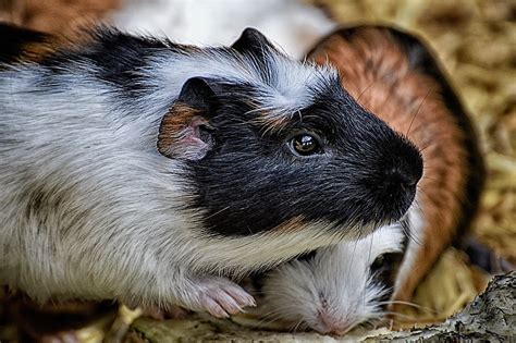 Guinea Pig Rehoming Requirements Animals In Distress Torbay And Westcountry