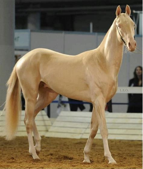 Literally A Golden Horse Akhal Teke Horses Horses Rare Horses