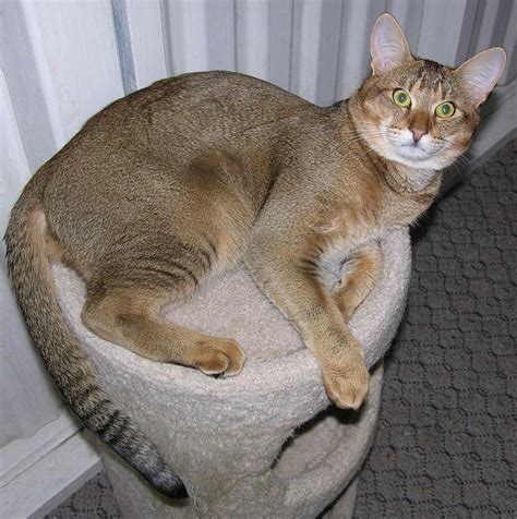 10 “super hero” cat breeds cat breeds hybrid cat large domestic cat breeds