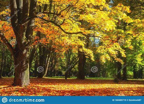 Autumn Park In October Yellow Trees In Forest Fall Scene Autumnal