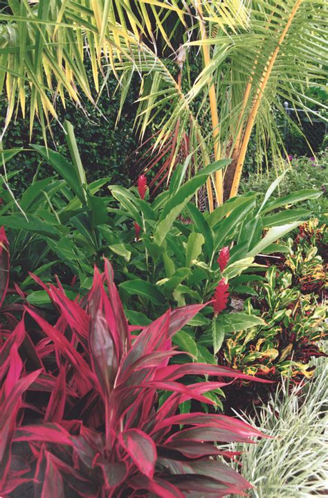 Tropical plants for florida unique trees & plants up to 50% off! This tropical landscape in Boca Raton, Florida features ti ...