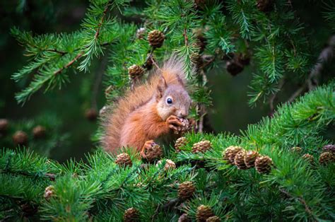 Red Squirrel Feeding From Pine Cones Stock Photo Download Image Now