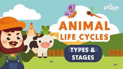 Animal Life Cycle Types And Stages Primary School Science Animation