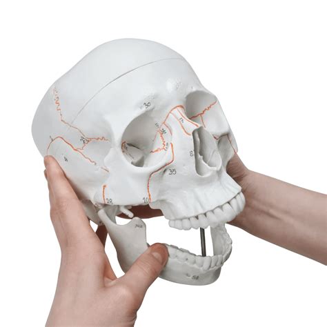 Anatomic 3 Part Skull Kits Of Medicine