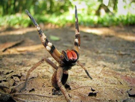 5 Badass Bugs Scariest Insects On Earth Owlcation