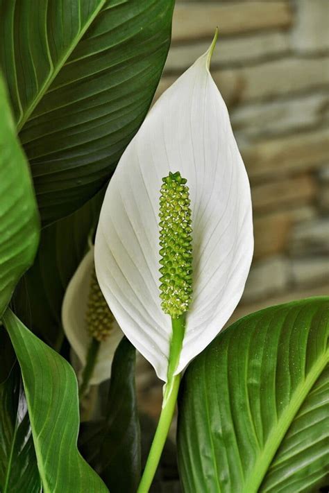 Peace Lily Flower Meaning And Incredible Symbolism Florgeous
