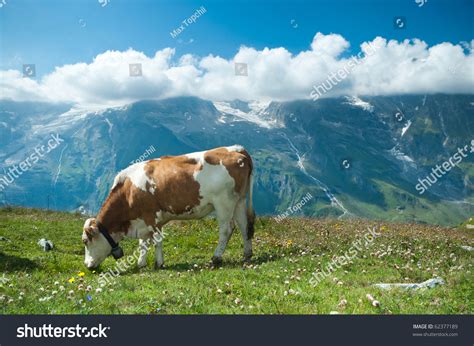 Austrian Cow Grazing Alpine Meadow Mountains Stock Photo 62377189
