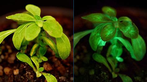 Modifican Genéticamente Una Planta Para Que Se Ilumine En La Oscuridad