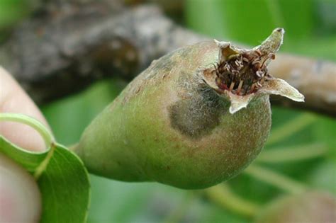 Pear Scab Pome Fruits Fruit And Nut Diseases Plant Diseases