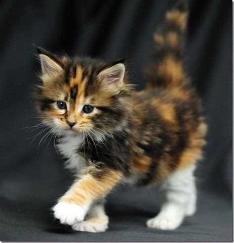 What Makes A Calico Cat Calico The Big Bons Theory