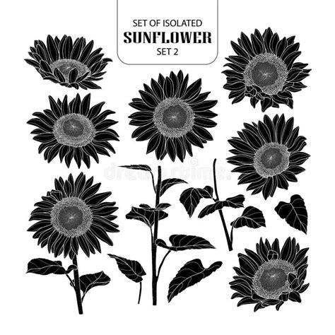 Set Of Isolated Sunflower Set 2 Stock Vector Illustration Of America