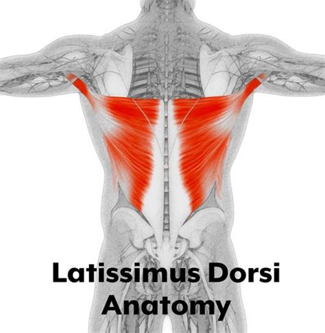 Latissimus Dorsi Pain Causes And How To Treat Them The Healthy