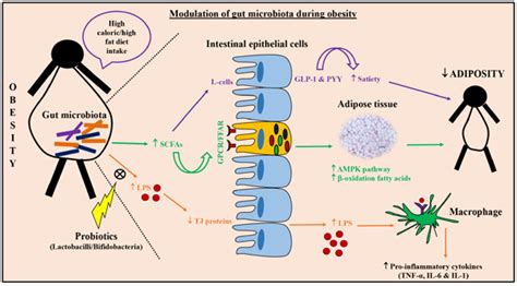 Interplay Of Gut Microbiota Probiotics In Obesity A Review Bentham