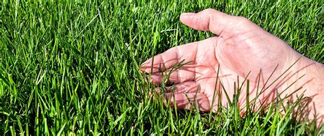 Overseeding Your Lawn In North Carolina Use Turf Type Tall Fescue