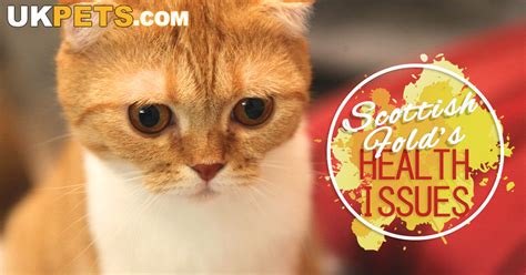 Health Issues In Scottish Fold Uk Pets