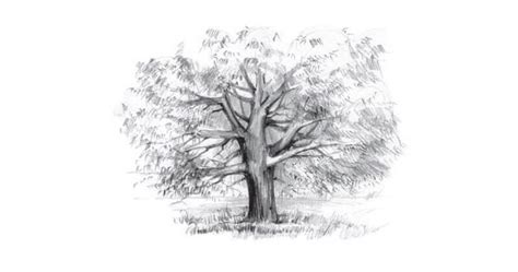 How To Draw An Oak Tree With Pencil Step By Step Tutorial