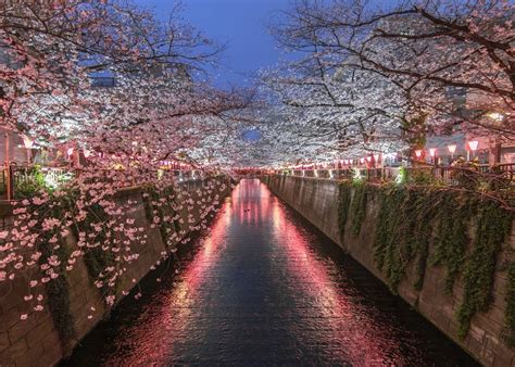 20 Places In 2020 To Hanami In Style For The Cherry Blossom Season