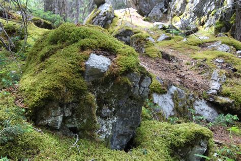 Moss Covered Rock Free Stock Photo Public Domain Pictures