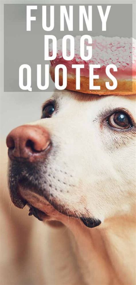 Funny Dog Quotes From The Quirky To The Hilarious