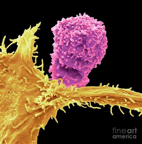 Natural Killer Cell And Cancer Cell Photograph By Steve Gschmeissner