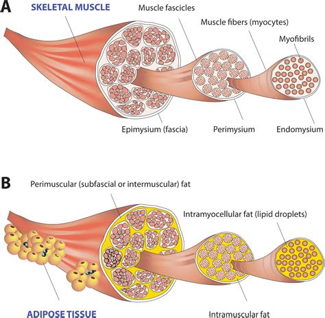 Skeletal Muscle Dysfunction In The Development And Progression Of