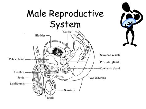 Male Reproductive System Sagittal View Labeled