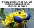 20+ Amazing Animal Facts You Didn’t Know | Bored Panda