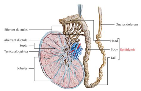 Testis And Epididymis Anatomy Earth S Lab