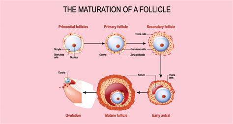 Ovary And Follicle Development