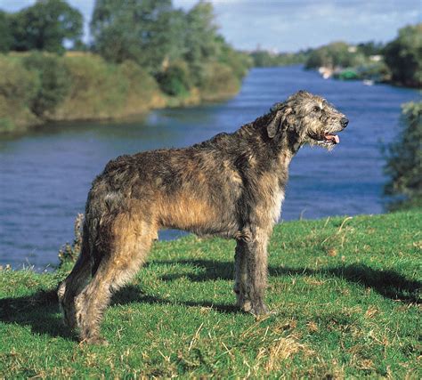 Irish Wolfhound Giant Sighthound Gentle Britannica