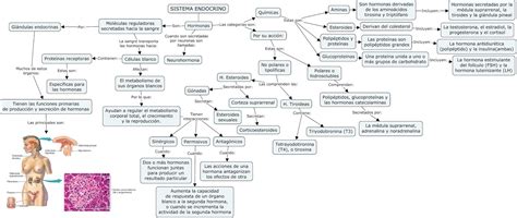 Mapa Mental Del Sistema Endocrino Kulturaupice Porn Sex Picture