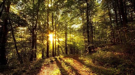 Nature Trees Forest Grass Sun Rays Leaves Path Wallpapers Hd