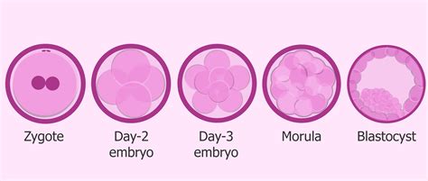 365 659 просмотров • 14 июл. Differences between human 'zygote', 'embryo' and 'fetus'