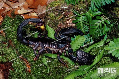 Indian Giant Forest Scorpion Heterometrus Swammerdammi Female Stock