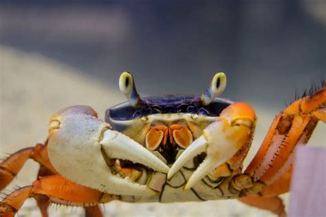 Types Of Crabs Characteristics Behavior And Reproduction